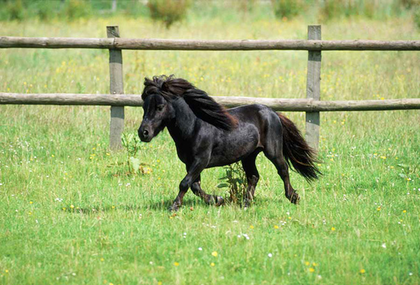Невероятно очаровательные мини-лошади – 26 фото - 8