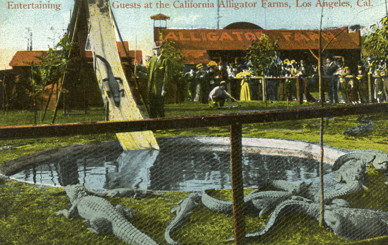 park alligatorov v Kalifornii 12