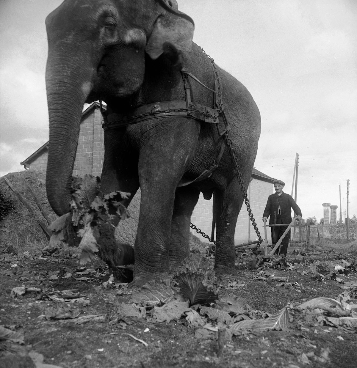 slony dlya selskohozyaystvennyh rabot foto 3