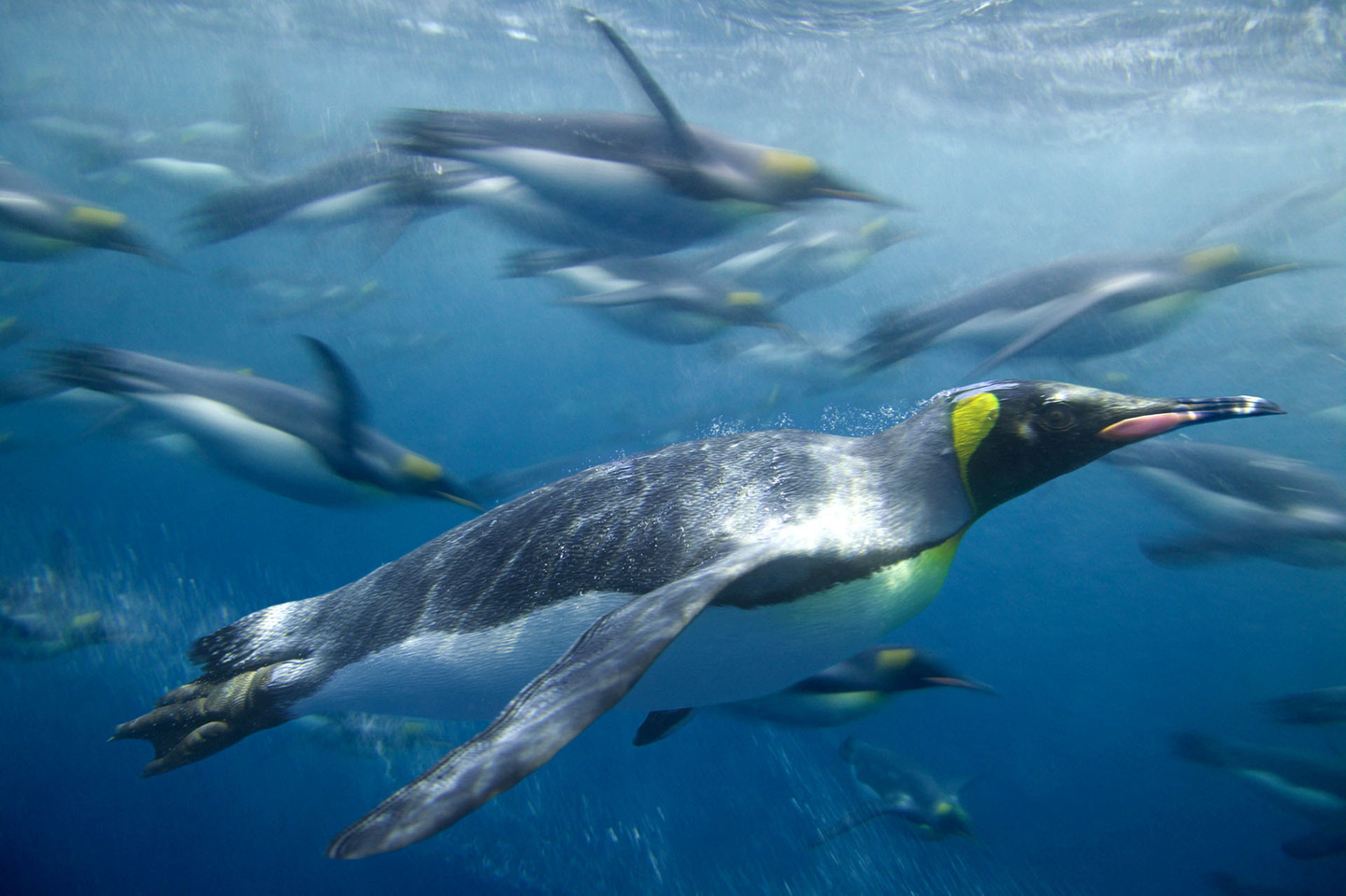 Маккуори – крошечный зелёный остров, где правят пингвины - 11