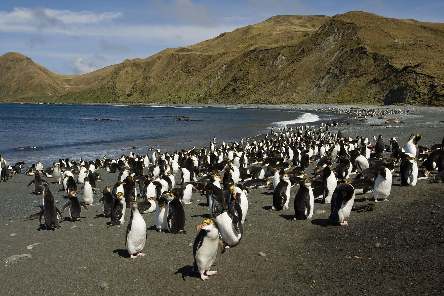 Маккуори – крошечный зелёный остров, где правят пингвины - 13