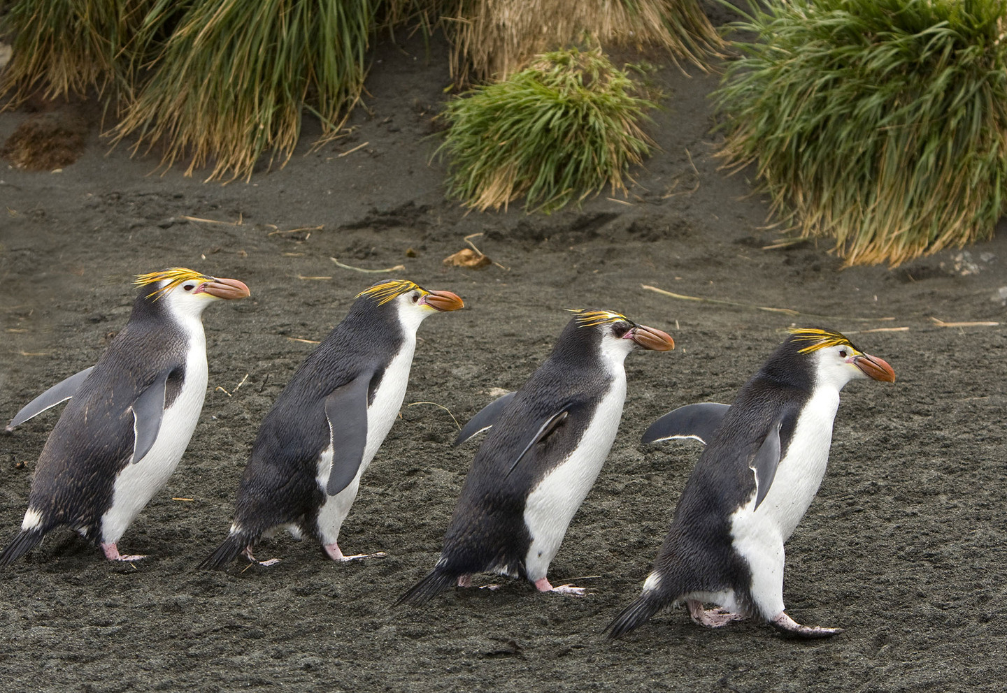 Маккуори – крошечный зелёный остров, где правят пингвины - 8