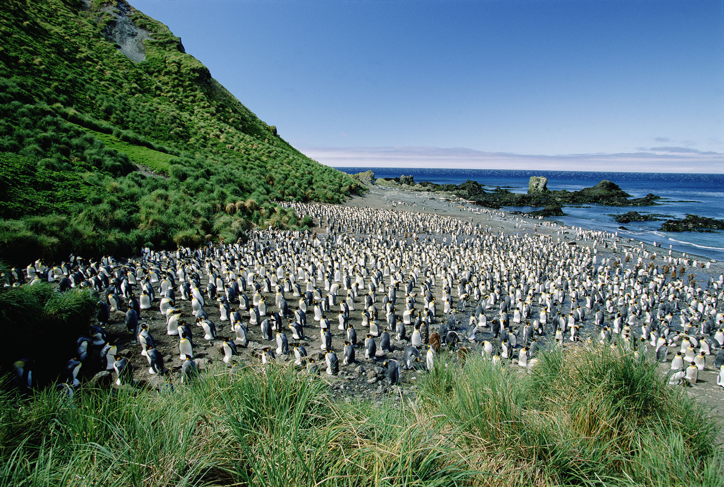 Маккуори – крошечный зелёный остров, где правят пингвины - 9