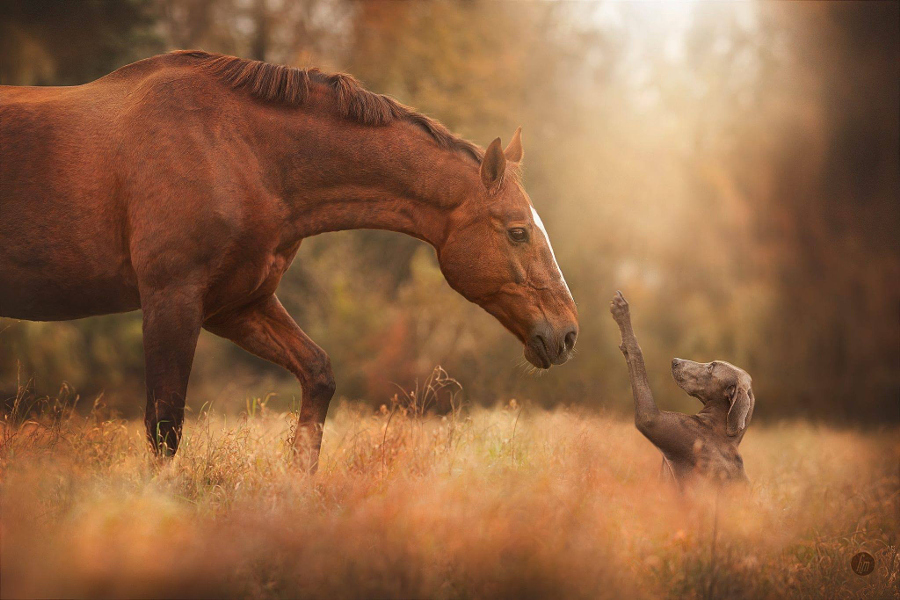 Фотографии лошадей – грация, краса и сила