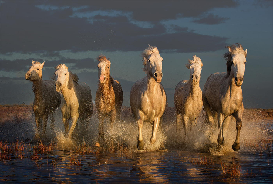 Фотографии лошадей – грация, краса и сила