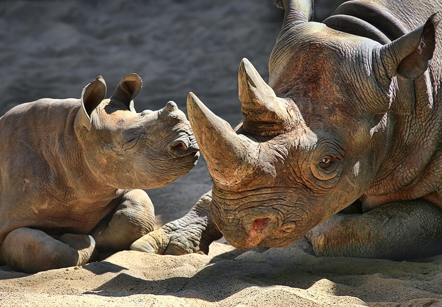 Носороги фотографии