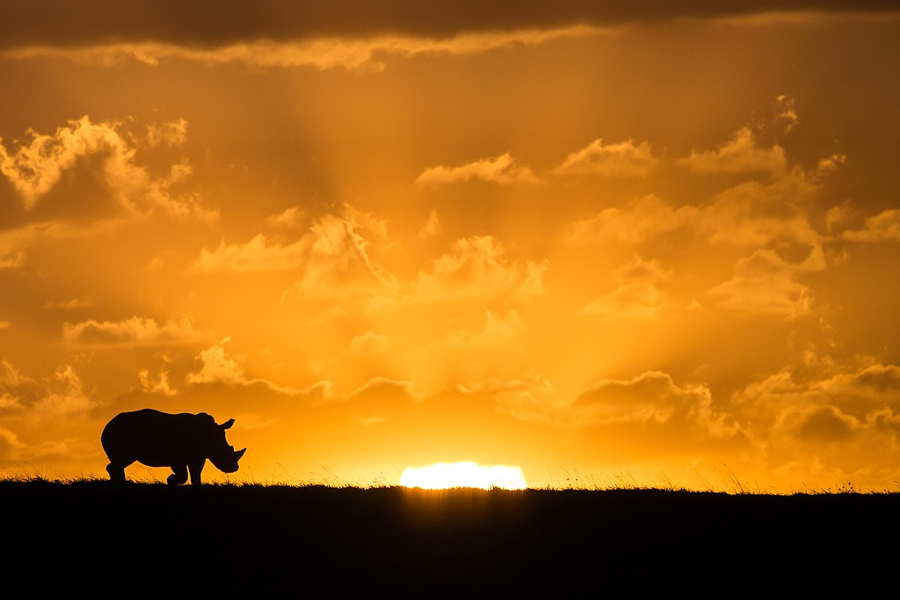 Носороги – 35 великолепных фото