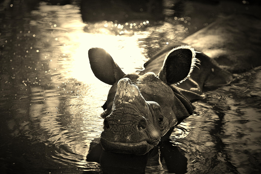 В честь Всемирного дня носорога – 35 великолепных фото