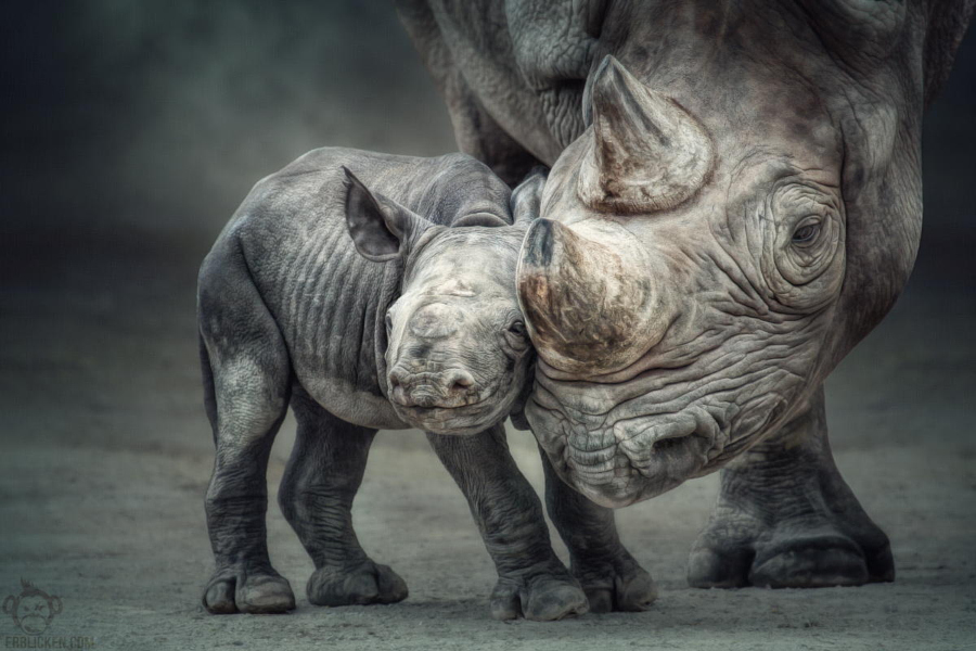В честь Всемирного дня носорога – 35 великолепных фото