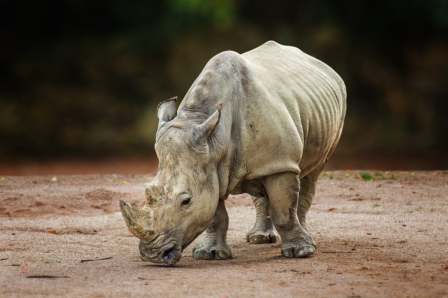 Носорог – 35 великолепных фото