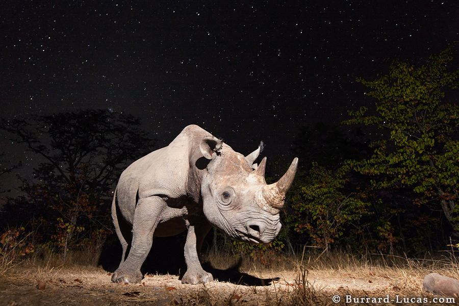 Всемирный день носорога – 35 великолепных фото