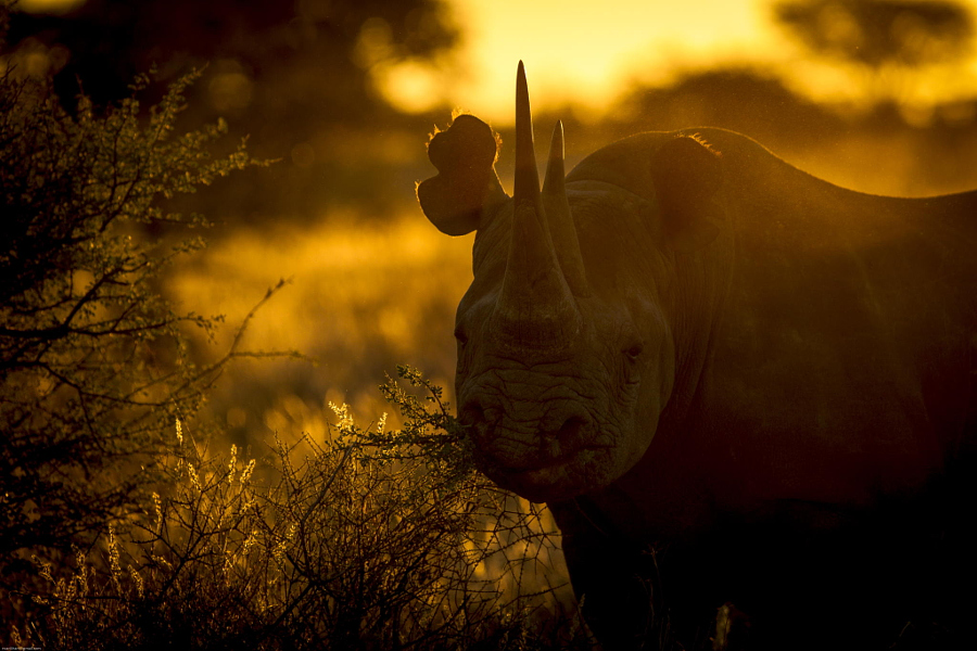 Носороги фотографии