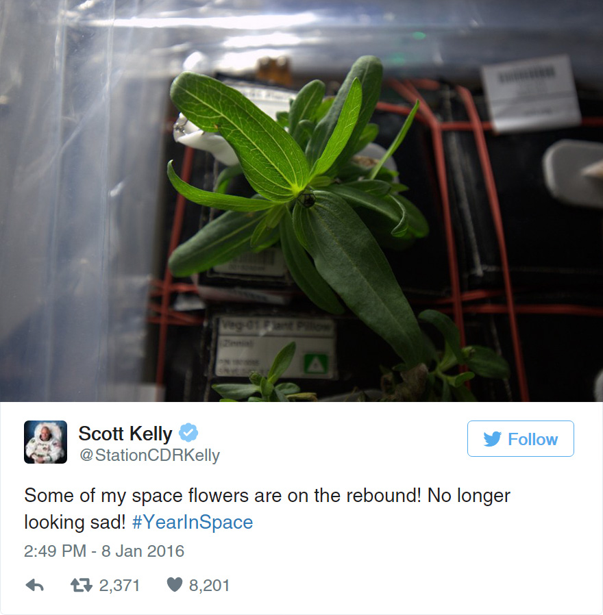 Астронавты вырастили первый цветок в космосе-19