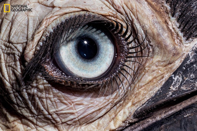 «Внутри глаза: наиболее изысканные творения природы». Маркофотографии Дэвида Лииттшвагера02