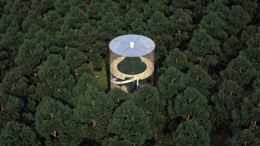 Cтеклянный дом построенный вокруг дерева в лесу