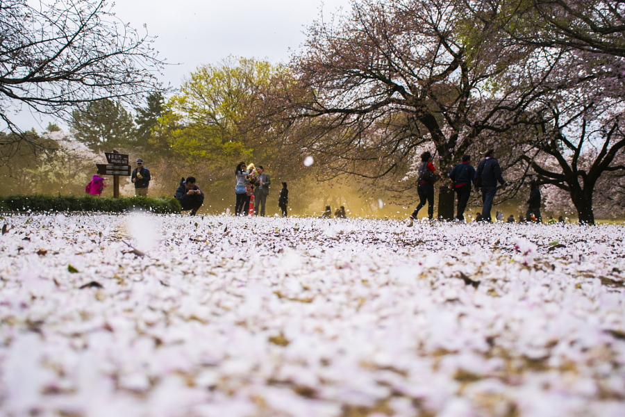 25 фотографий о цветении вишни по всему миру