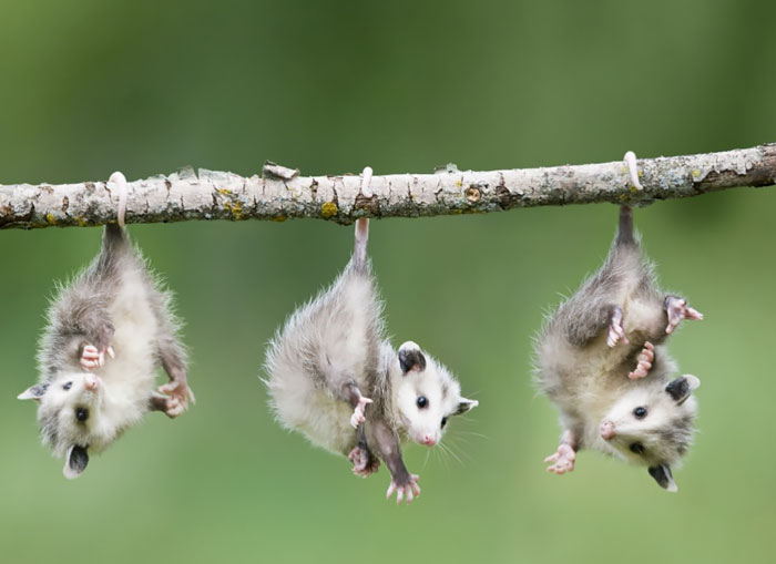 fotografii possumov i opossumov 1