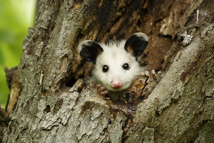 fotografii possumov i opossumov 13