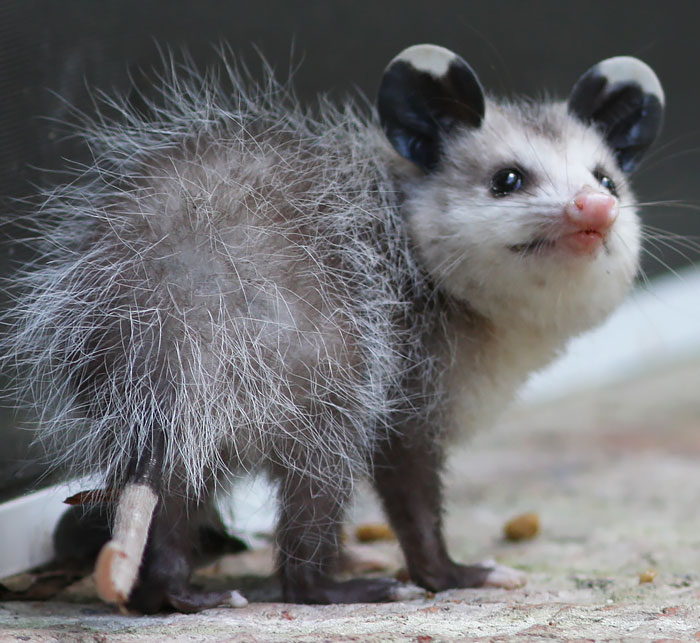 fotografii possumov i opossumov 15