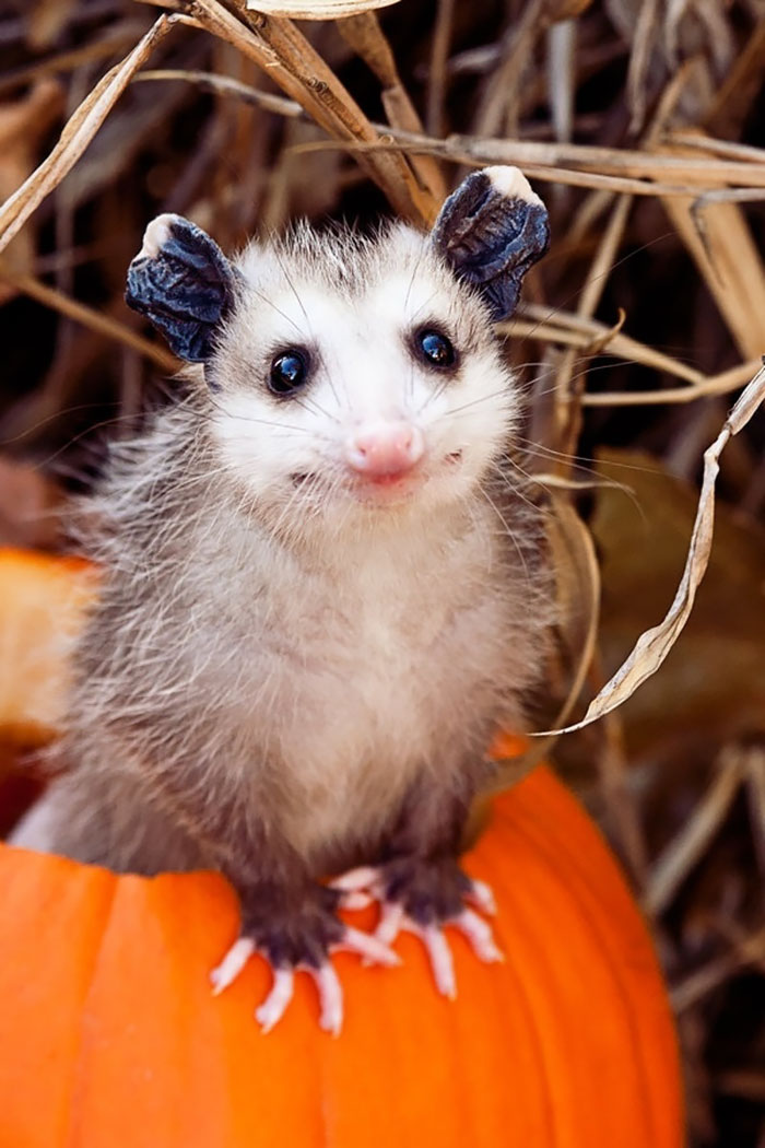 fotografii possumov i opossumov 16