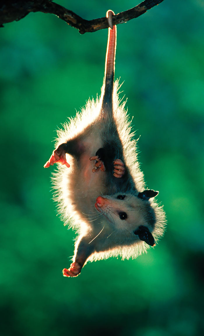fotografii possumov i opossumov 17