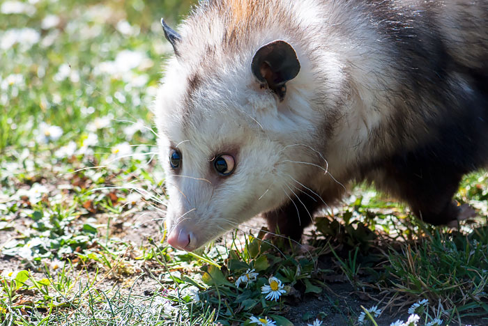 fotografii possumov i opossumov 19