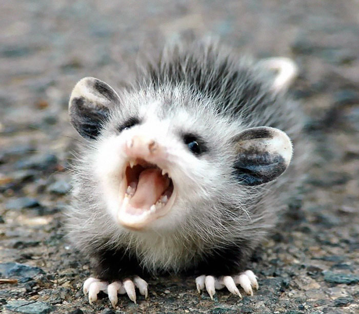 fotografii possumov i opossumov 20