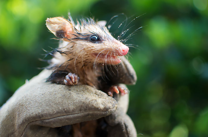 fotografii possumov i opossumov 21