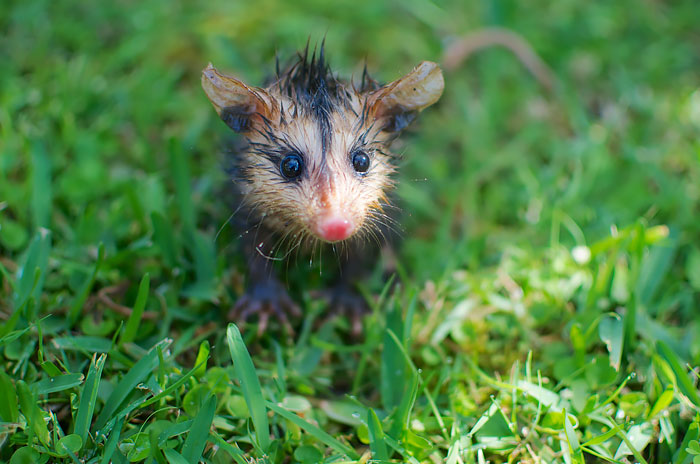 fotografii possumov i opossumov 22