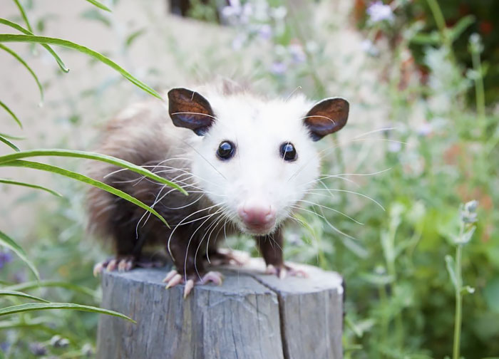 fotografii possumov i opossumov 23