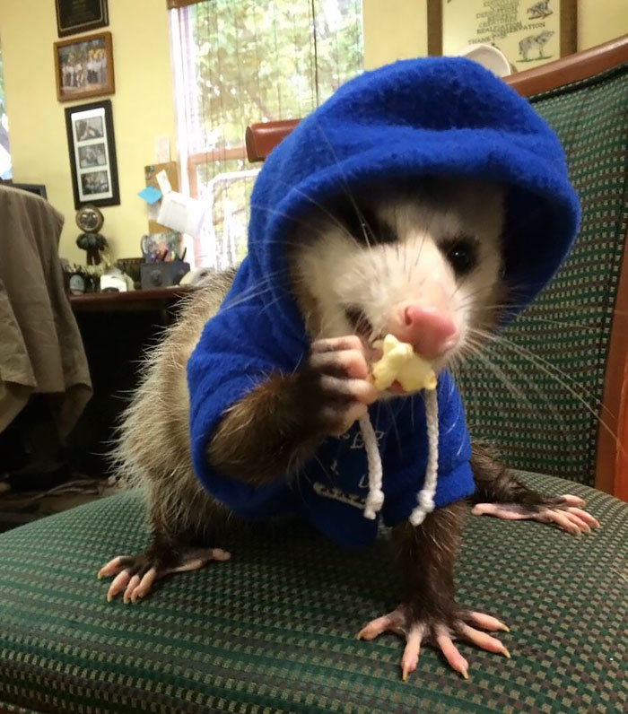 fotografii possumov i opossumov 24