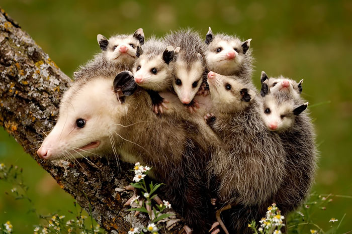 fotografii possumov i opossumov 26