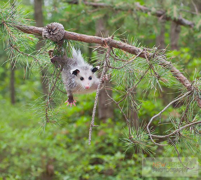 fotografii possumov i opossumov 4