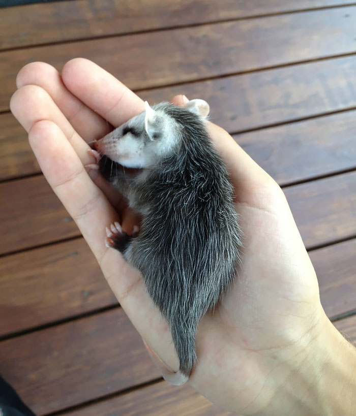 fotografii possumov i opossumov 7