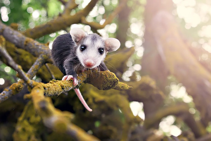 fotografii possumov i opossumov 8