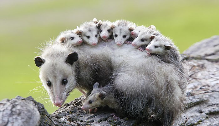fotografii possumov i opossumov 9