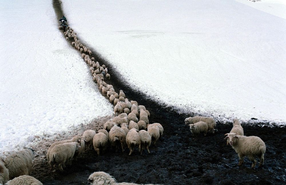 «Путь пастуха». Фотограф Дмитрий Гомберг 1