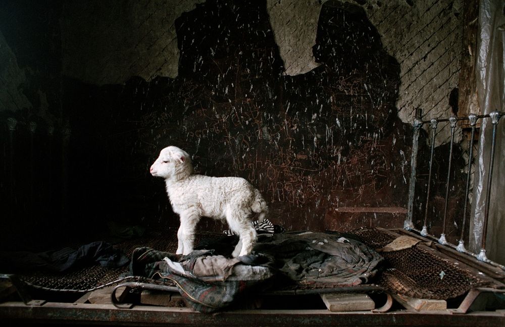 «Путь пастуха». Фотограф Дмитрий Гомберг 5