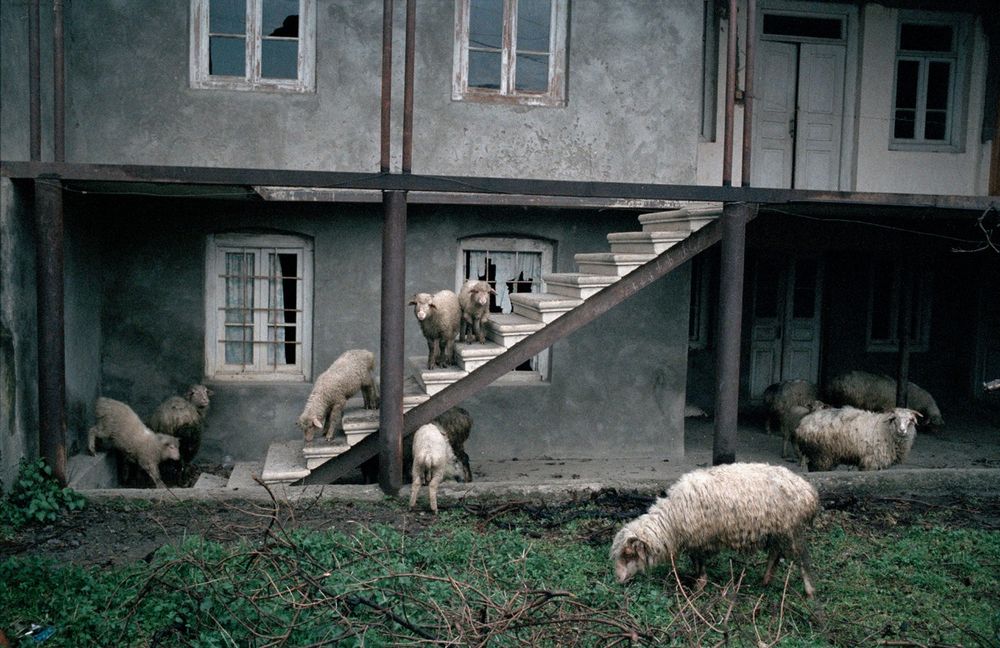 «Путь пастуха». Фотограф Дмитрий Гомберг 8