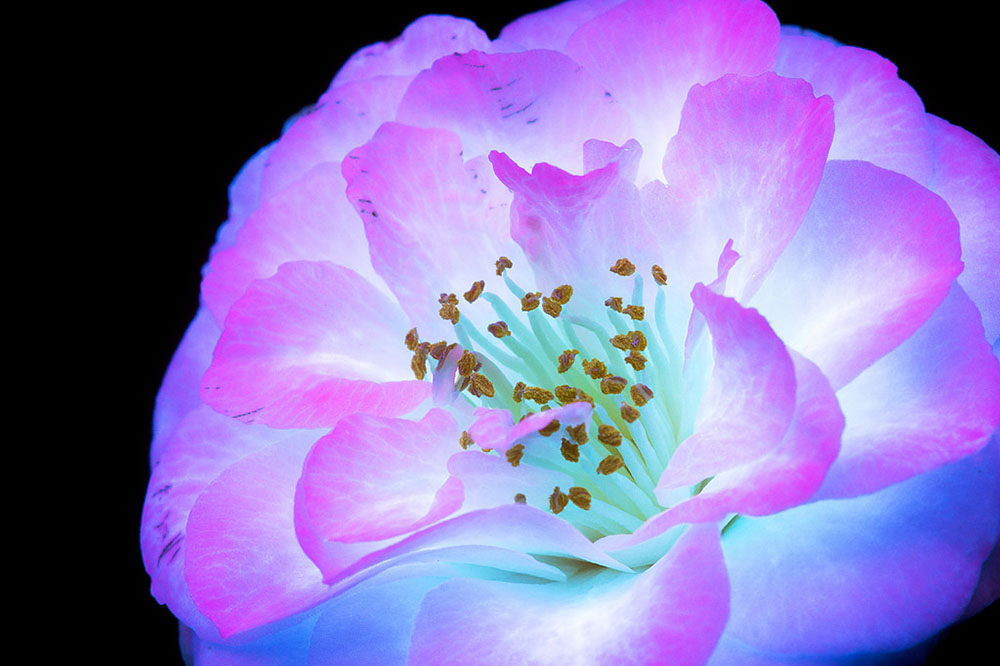 Ослепительные фотографии цветов, освещённых ультрафиолетом, вызывающим их флуоресценцию 4