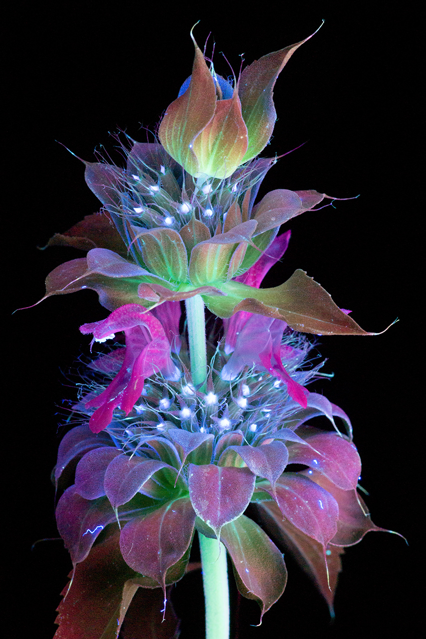 Ослепительные фотографии цветов, освещённых ультрафиолетом, вызывающим их флуоресценцию 6