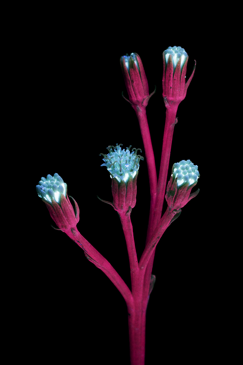 Ослепительные фотографии цветов, освещённых ультрафиолетом, вызывающим их флуоресценцию 7