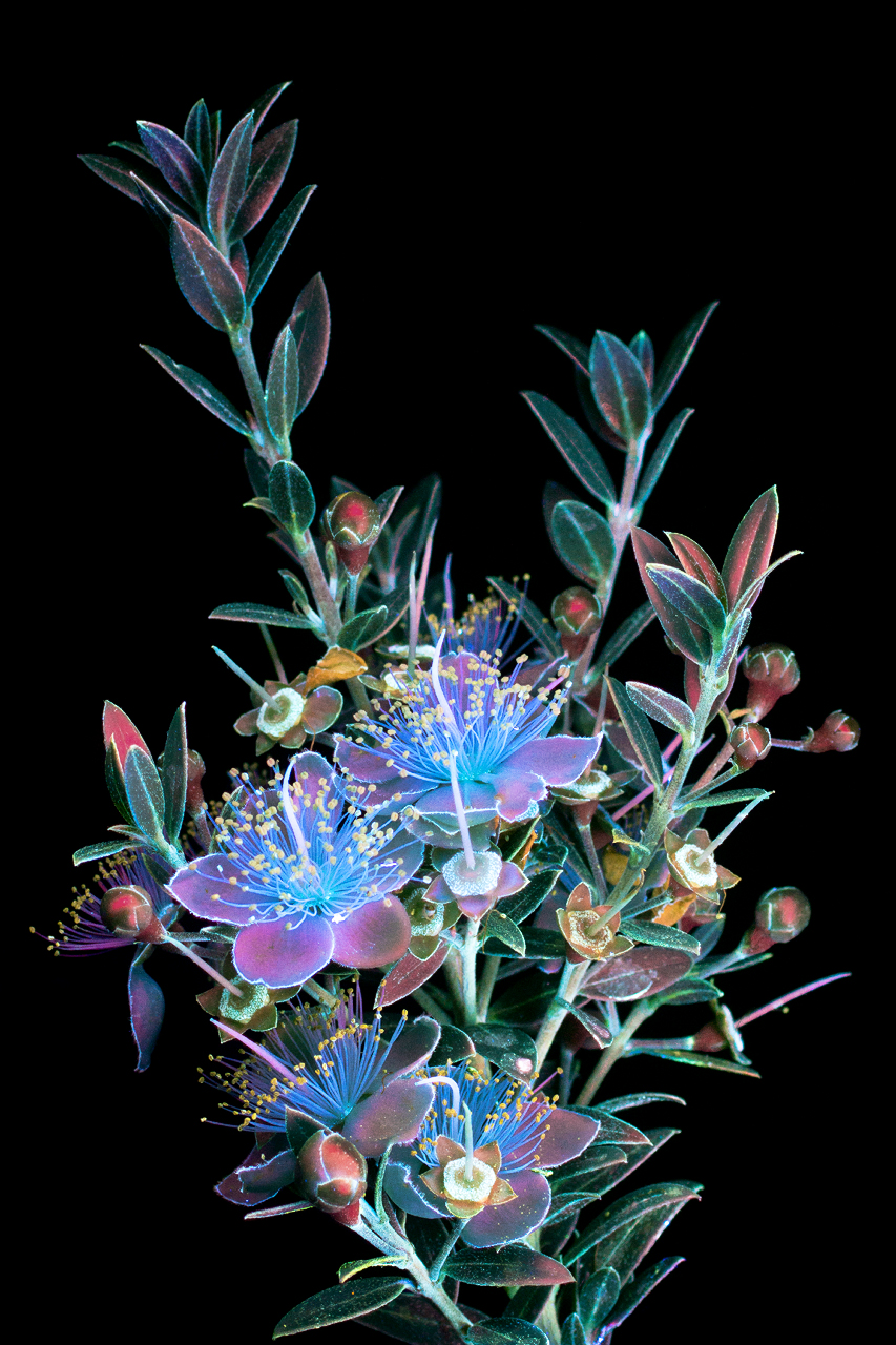 Ослепительные фотографии цветов, освещённых ультрафиолетом, вызывающим их флуоресценцию 9