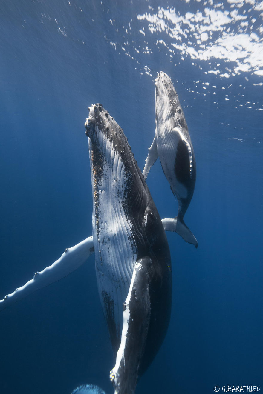 fotografii kitov 7