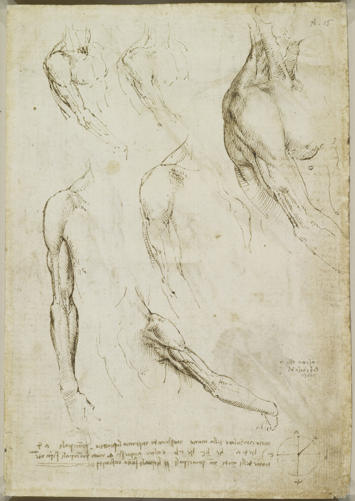 Анатомические рисунки Леонардо да Винчи в оцифрованном виде - 10