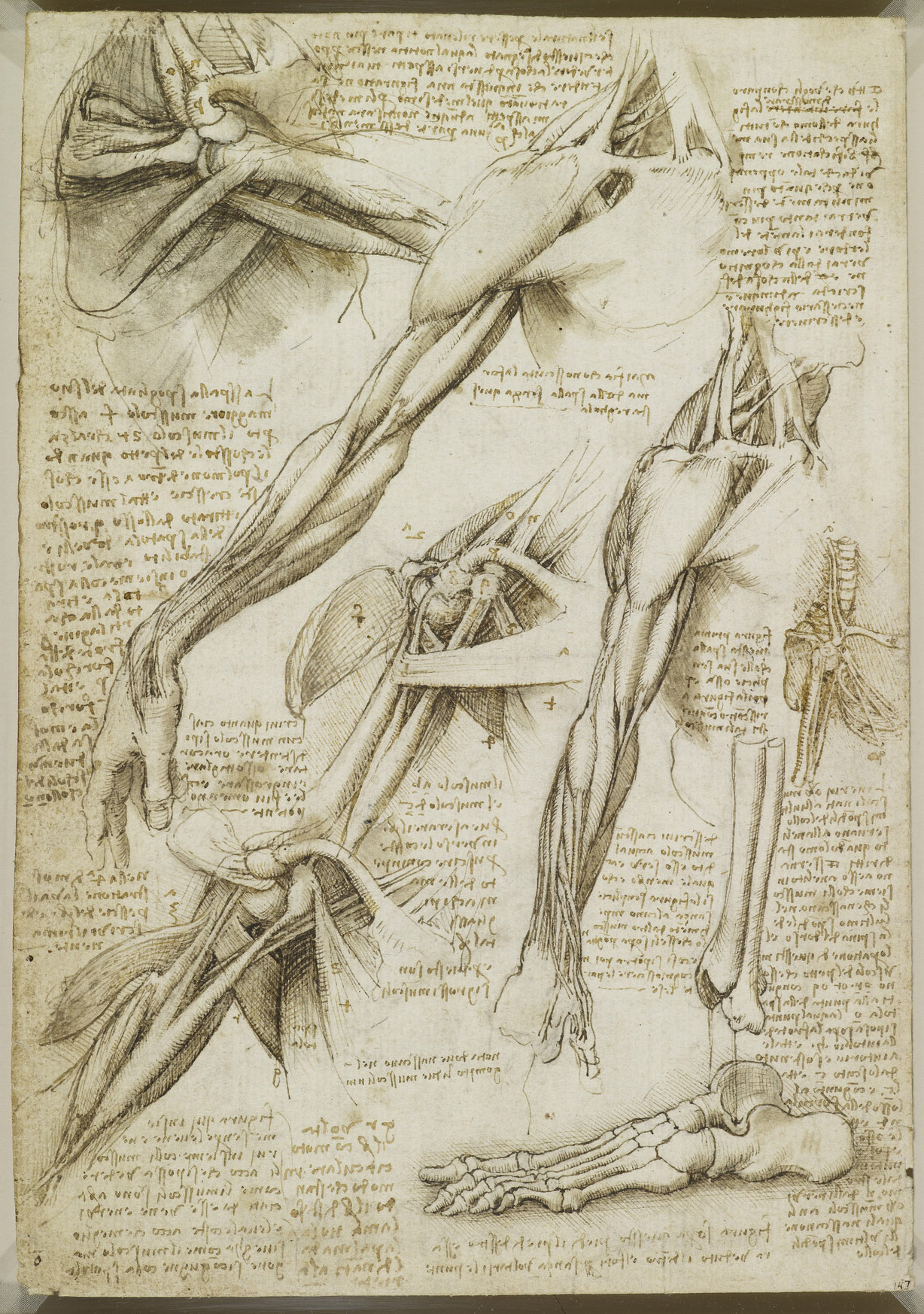 Анатомические рисунки Леонардо да Винчи в оцифрованном виде - 11