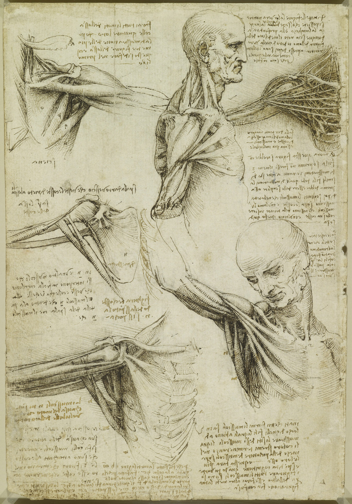 Анатомические рисунки Леонардо да Винчи в оцифрованном виде - 14