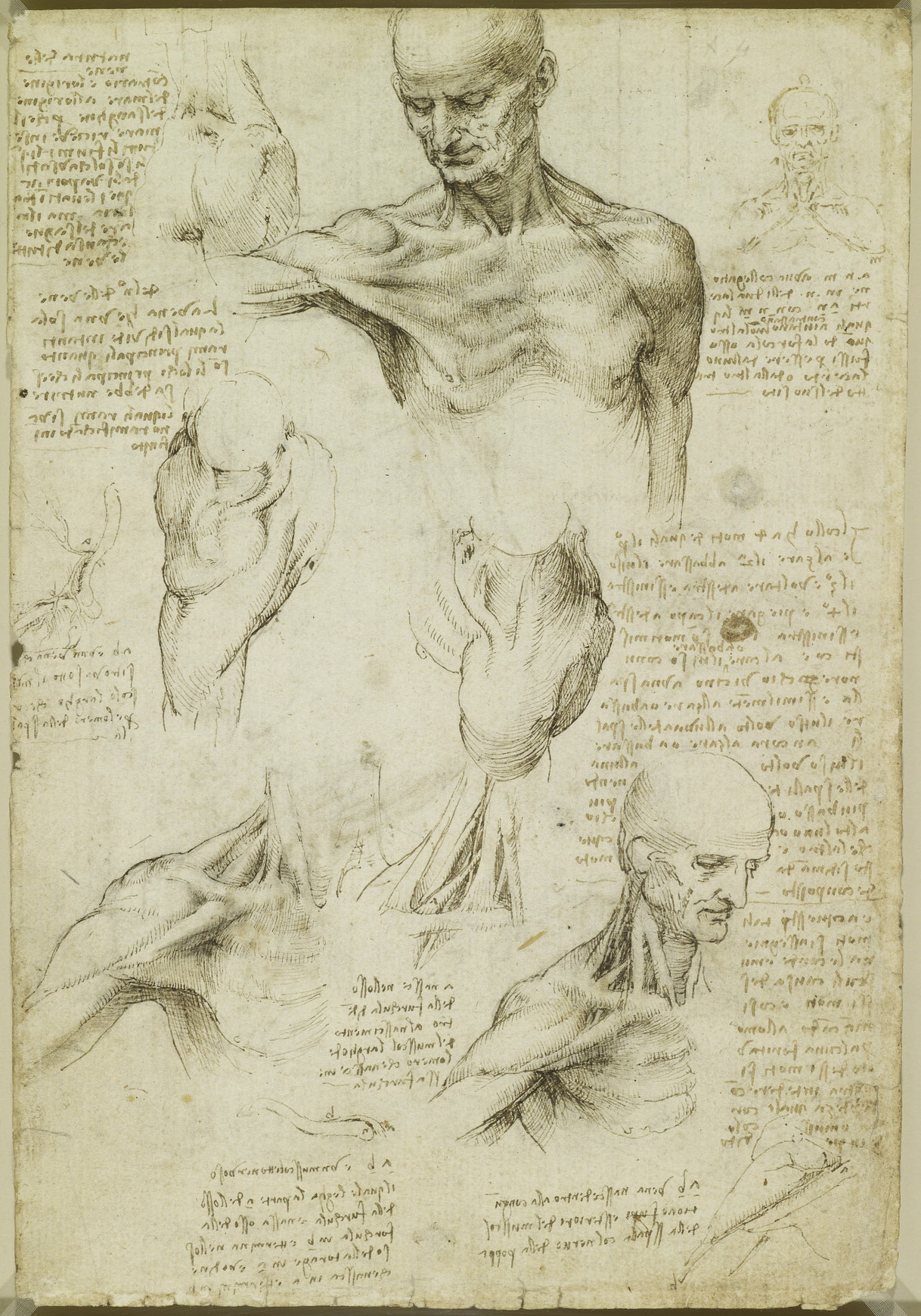 Анатомические рисунки Леонардо да Винчи в оцифрованном виде - 15