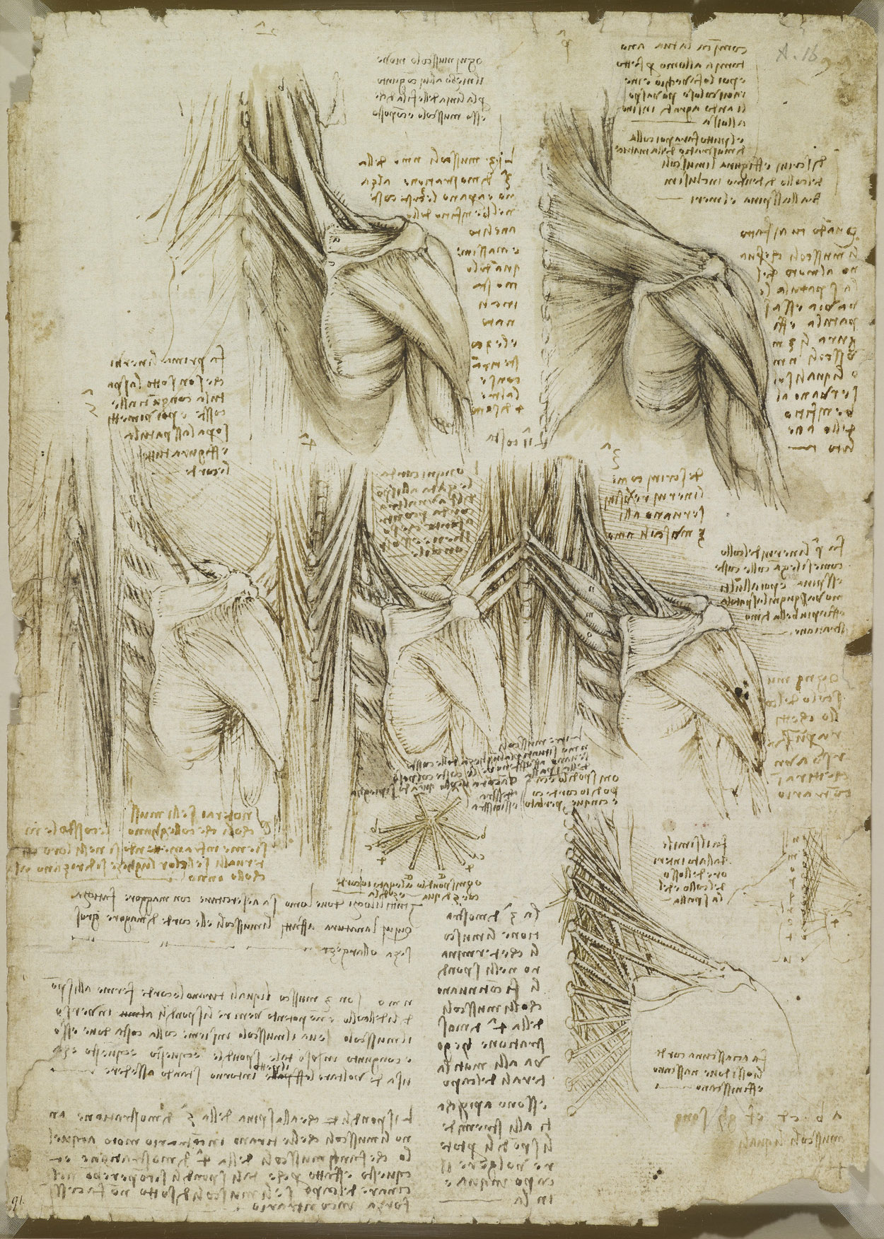 Анатомические рисунки Леонардо да Винчи в оцифрованном виде - 16