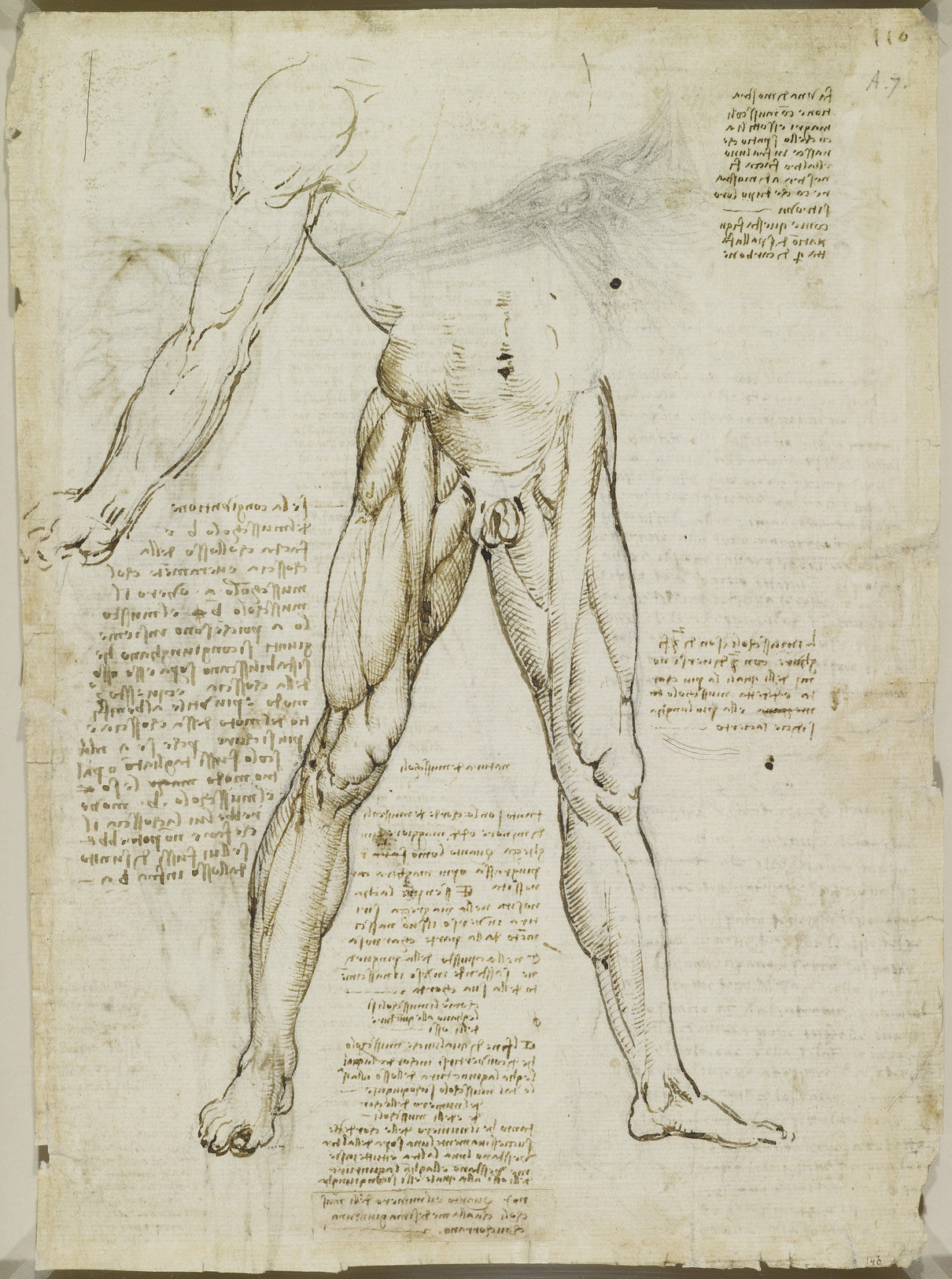 Анатомические рисунки Леонардо да Винчи в оцифрованном виде - 17